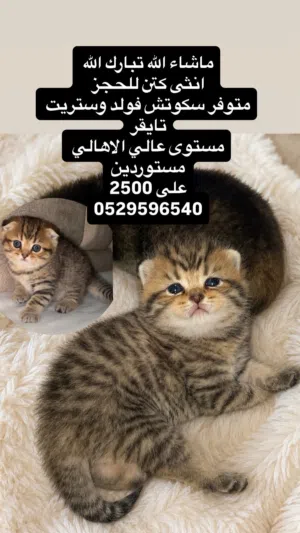 كتنز إناث تايقر فولد وستريت