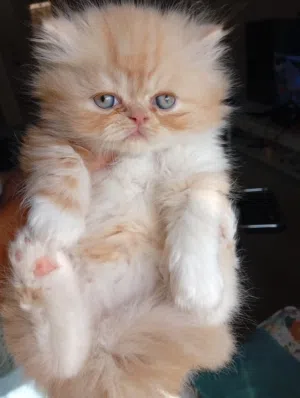 كتن جميلة للبيع