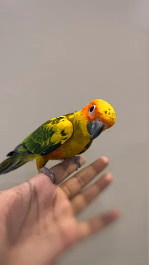 صن كنيور اليف وهدد وامن للاطفال