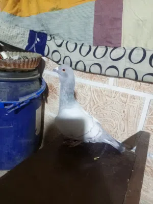 احكي سعر والله يباركلك