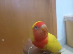 loving bird with very big cage and food cup and water giver