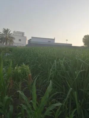 طعام السكري للمواشي