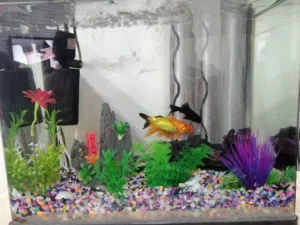 اكسسوارات واغراض حوض سمك