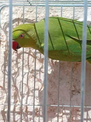 ببغاء دره هندي جوز الصلاة على النبي اقر الوصف الاول