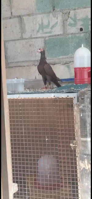 جوز بغداديات حمر نخب معهم فراخ