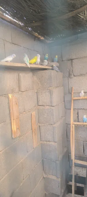 20 تك طير حب بيهن ريمبو وعاديات كلش حلوات مالات محميه الريمبو