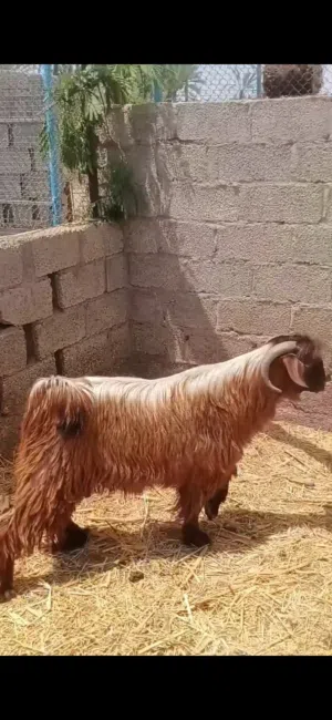 للبيع تيس فحل