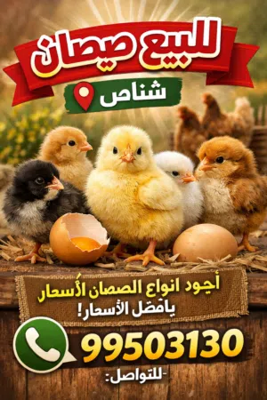 صيصان هجين صف فاخر
