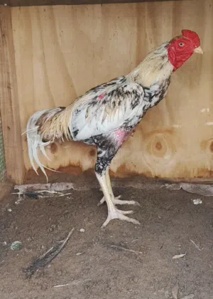ديج باكستاني