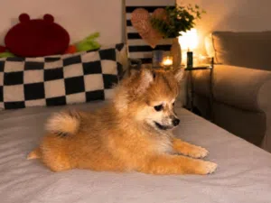 Pomeranian Dog