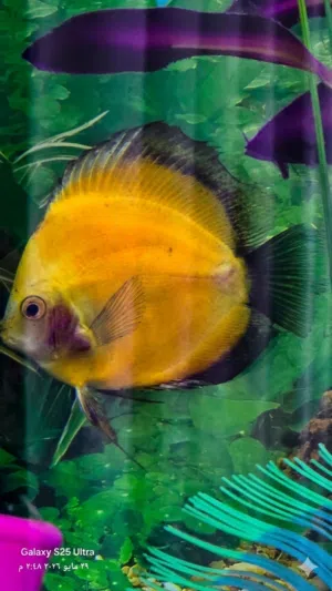 Premium Jumbo Discus Fish