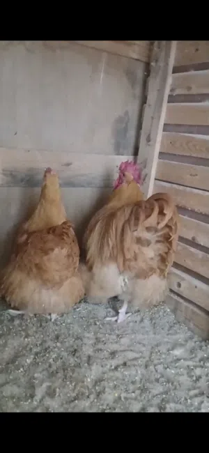 كوبيه كلاي الميرندا