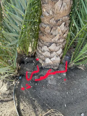 للبيع فسيلة نخلة برني  Barni Palm Offshoot for Sale