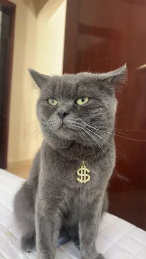 قط ذكر معقم للبيع ستريت