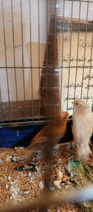 جوز كنار بصلاه ع النبي اول بطن تحتيهم فرخين عمر شهرين فحل بدل