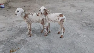 ماشاء الله للبيع كبش و حمله تهجين سوداني توم