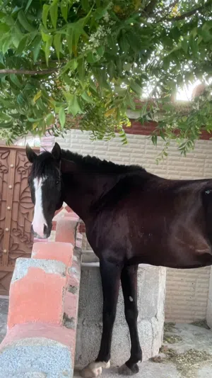 للبيع حصان عربي سباق
