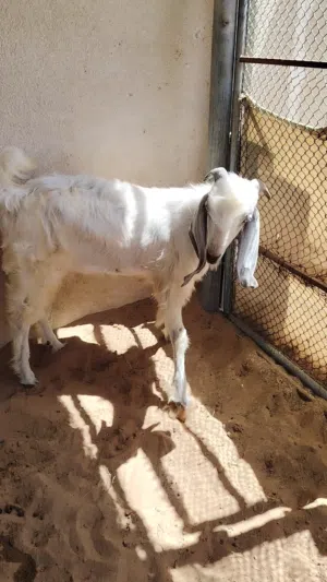 فحل مهجن على باكستاني