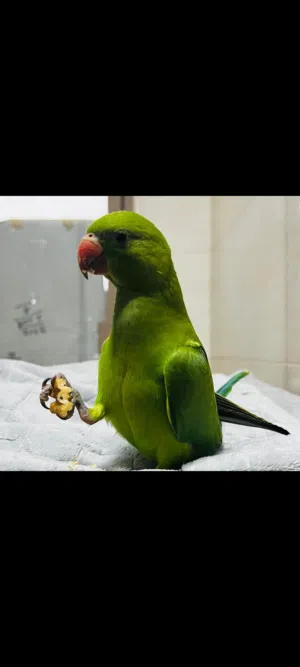 IRN parrot 3. month tamed no biting