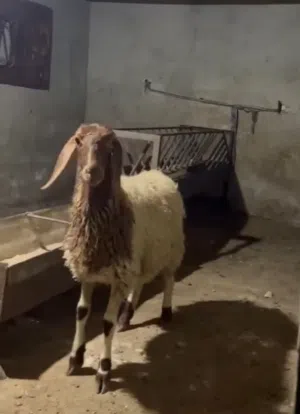 عبور عواس للبيع
