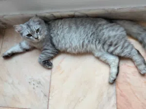 قطة نثيه أليفه للتبني