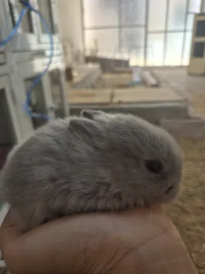Dwarf rabbit أرنب القزم الهولندي