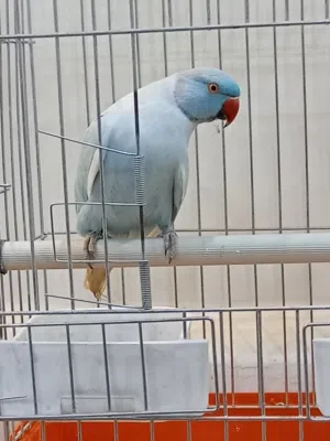 ببغاء للبيع