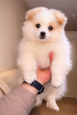 جرو بومرينيان ذكر