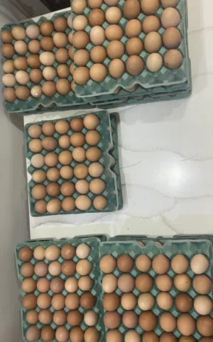 بيض نباتي 100% ، صنف ممتاز