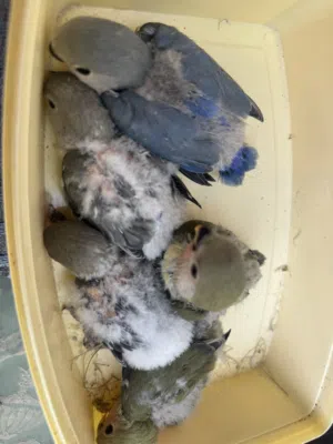 HEALTHY ND CLEAN BIRDS