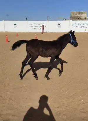 ‏خيل‏2