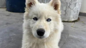 Beautiful pure Siberian Husky Female puppy, vaccinated & ready