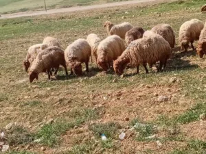 مزارع ابو الفهد للضاحي