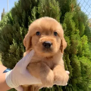 Golden retriever puppies