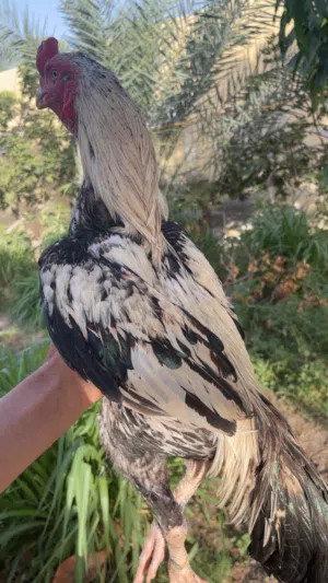 طير للبيع تابع الوصف