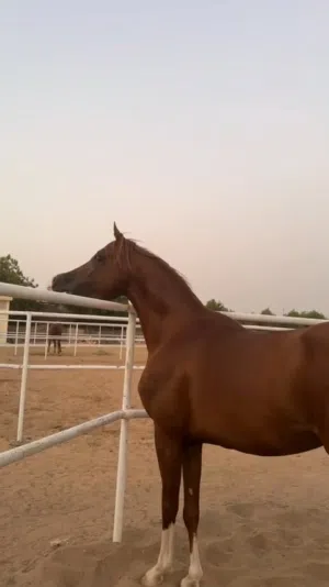 خيل فحل العمر اربع سنوات و نص حالته الصحية مثالية في راس الخيمة