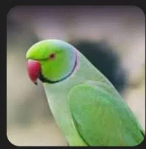 نورس 