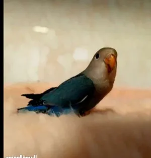 ‏ببغاء‏4