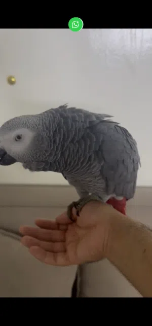 african grey kasko Friendly and tamed 5 years jambo size
