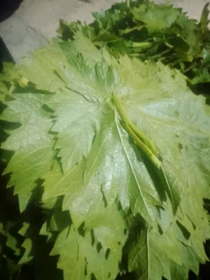 من عنجره ورق عنب سوادي حامض ورقه ناعمه 4دنانير الكيلو