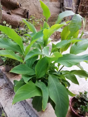 زريعه منزليه