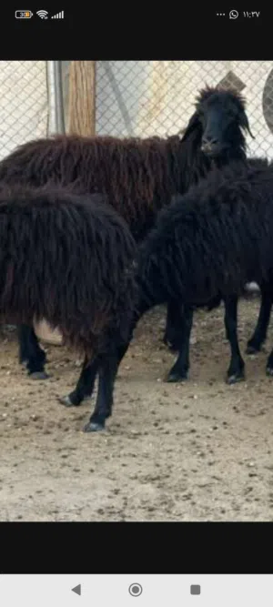 مطلوب جعد عمانيات اللون الاسود