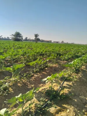 Farm Land for Sale in Fayoum Tamiya