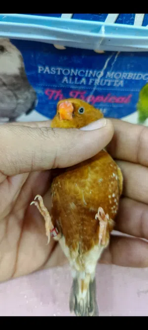 زوج فول اورنج رجا اقره الوصف قبل لا تراسل