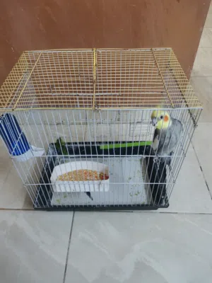 كوكتيل اليف يغرد ويتكلم