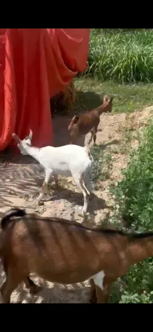 تيوس صلاالي سمنه ماشاء الله