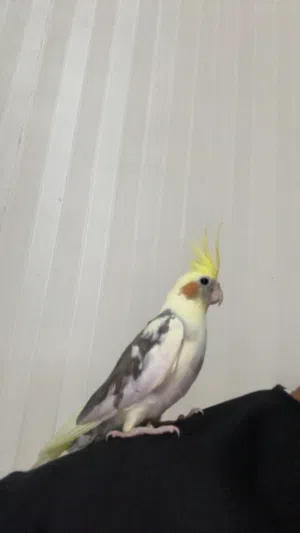 كوكتيل ذكر اليف (الوصف)