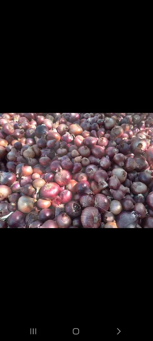Vegetable & Fruit1