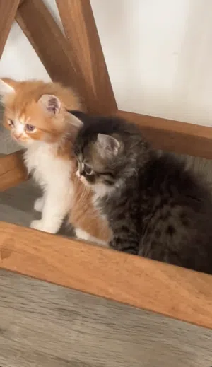 للبيع قطط شيرازي انتاج طيب