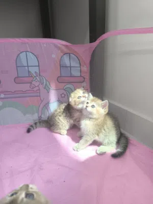 scottish fold and straight females ny22/ny25